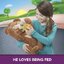 Hasbro furReal Cubby, the Curious Bear Interactive Plush Toy ฮาสโบร เฟอร์เรียล ตุ๊กตาหมี ลิขสิทธิ์แท้