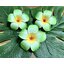 Set 3 ดอก กิ๊บติดผม plumeria กิ๊บ ดอกไม้ ดอกลีลาวดี เกาหลี ขนาด 9 เซนติเมตร สีเขียว