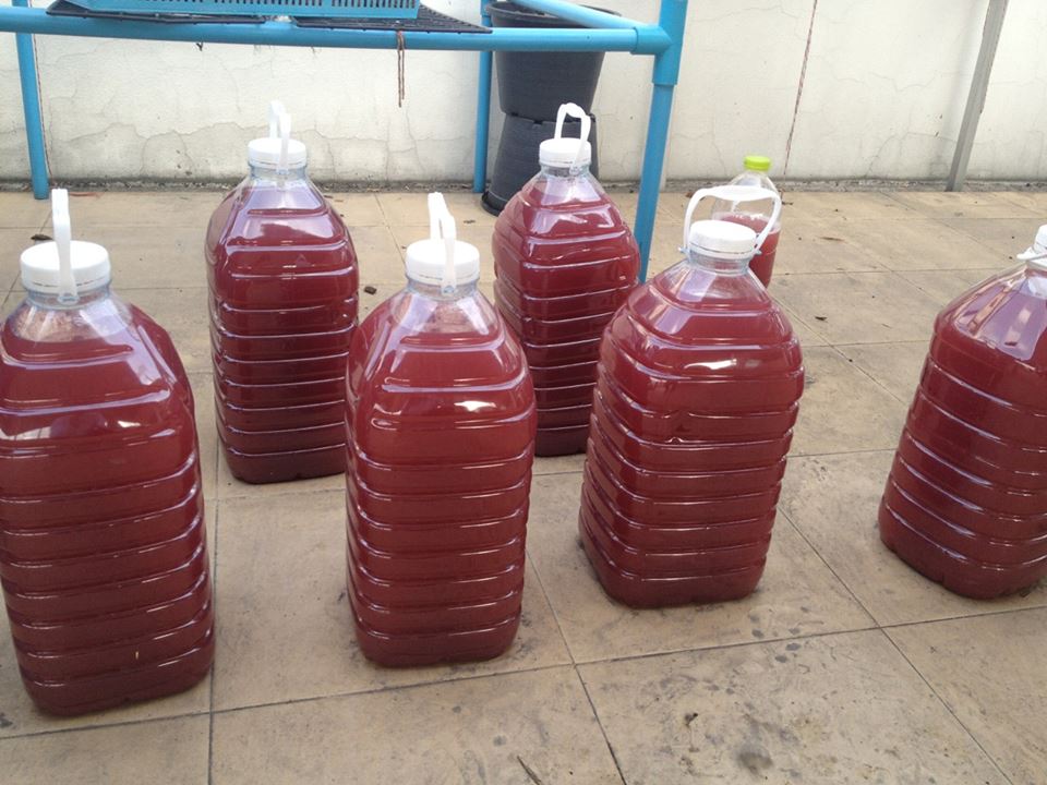 หัวเชื้อ PSB จุลินทรีย์สังเคราะห์แสง ขนาด 500 cc. สูตรเข้มข้นพร้อมใช้ ขยายเชื้อได้เร็วทันใจ
