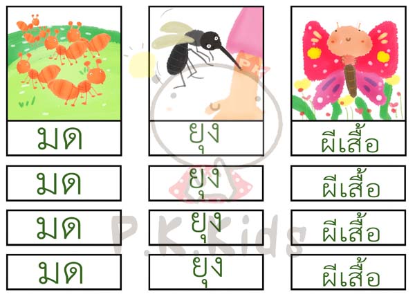 จัดหมวดหมู่ภาพกับสัญลักษณ์ : แมลง