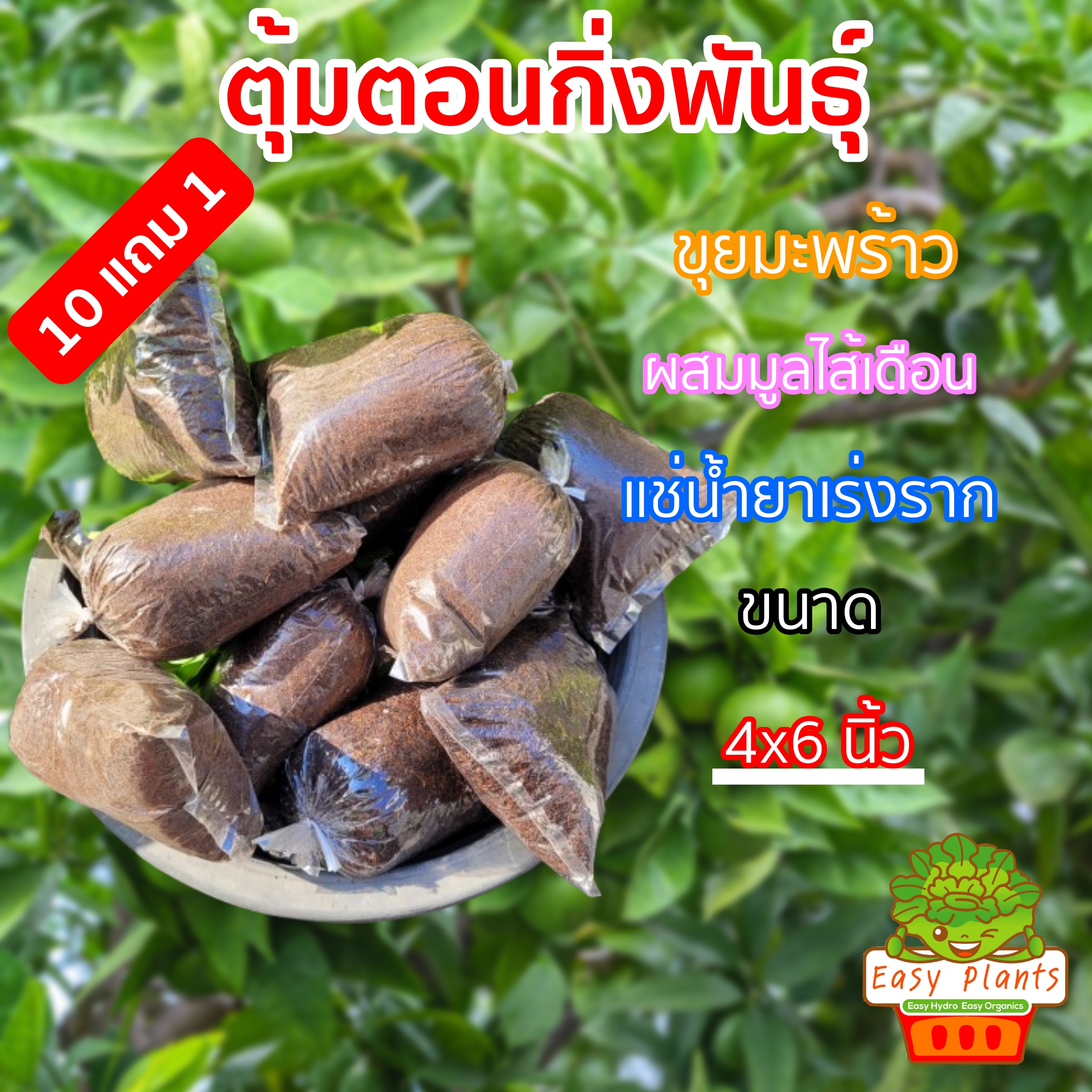 ตุ้มตอนกิ่ง ขนาดถุง 4x6 นิ้ว ซื้อ 10 ฟรี 1 ขุยมะพร้าวละเอียดผสมมูลไส้เดือนแช่น้ำยาเร่งราก พร้อมใช้
