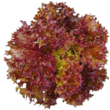 เมล็ดเรดคลอรัล (Red Coral) แบบเคลือบ จำนวน 50 เมล็ด