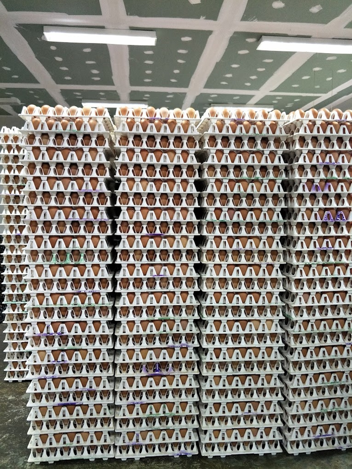 ขายกิจการฟาร์มไก่ไข่ครบวงจร ปริมาณการผลิตไข่ 105,600 ฟอง/วัน