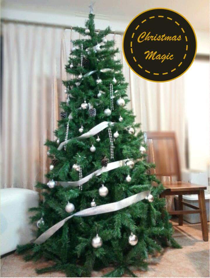 ต้นคริสต์มาส พุ่มหนามาก คลุมยาวถึงพื้น 7 Ft (210 cm.) คุณภาพส่งออก