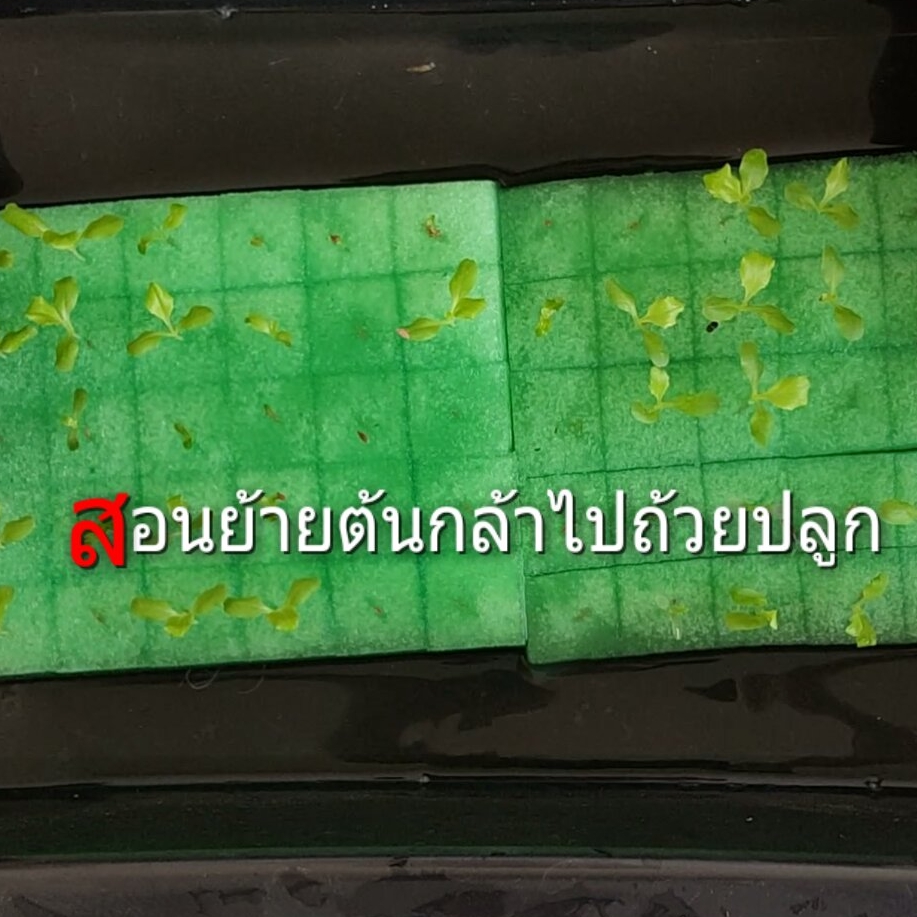 ฟองน้ำปลูกผัก ไฮโดรโปนิกส์ แบบตัดแล้ว จำนวน 10 แผ่น