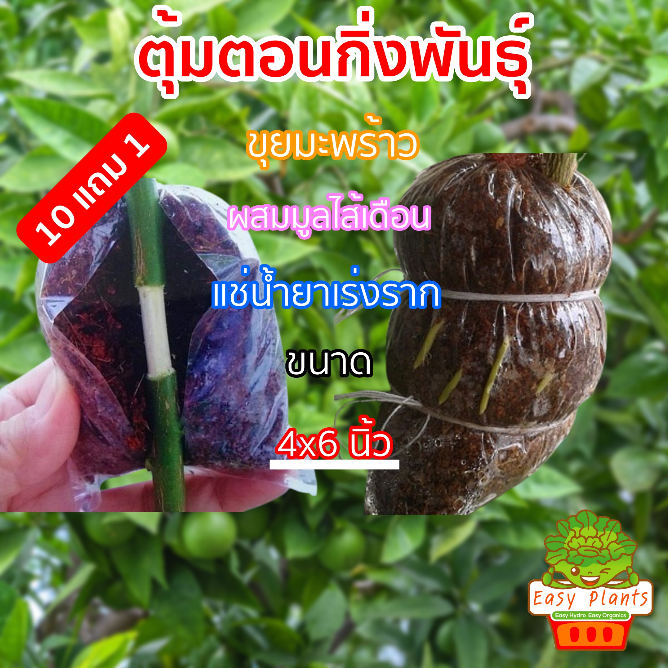 ตุ้มตอนกิ่ง ขนาดถุง 4x6 นิ้ว ซื้อ 10 ฟรี 1 ขุยมะพร้าวละเอียดผสมมูลไส้เดือนแช่น้ำยาเร่งราก พร้อมใช้