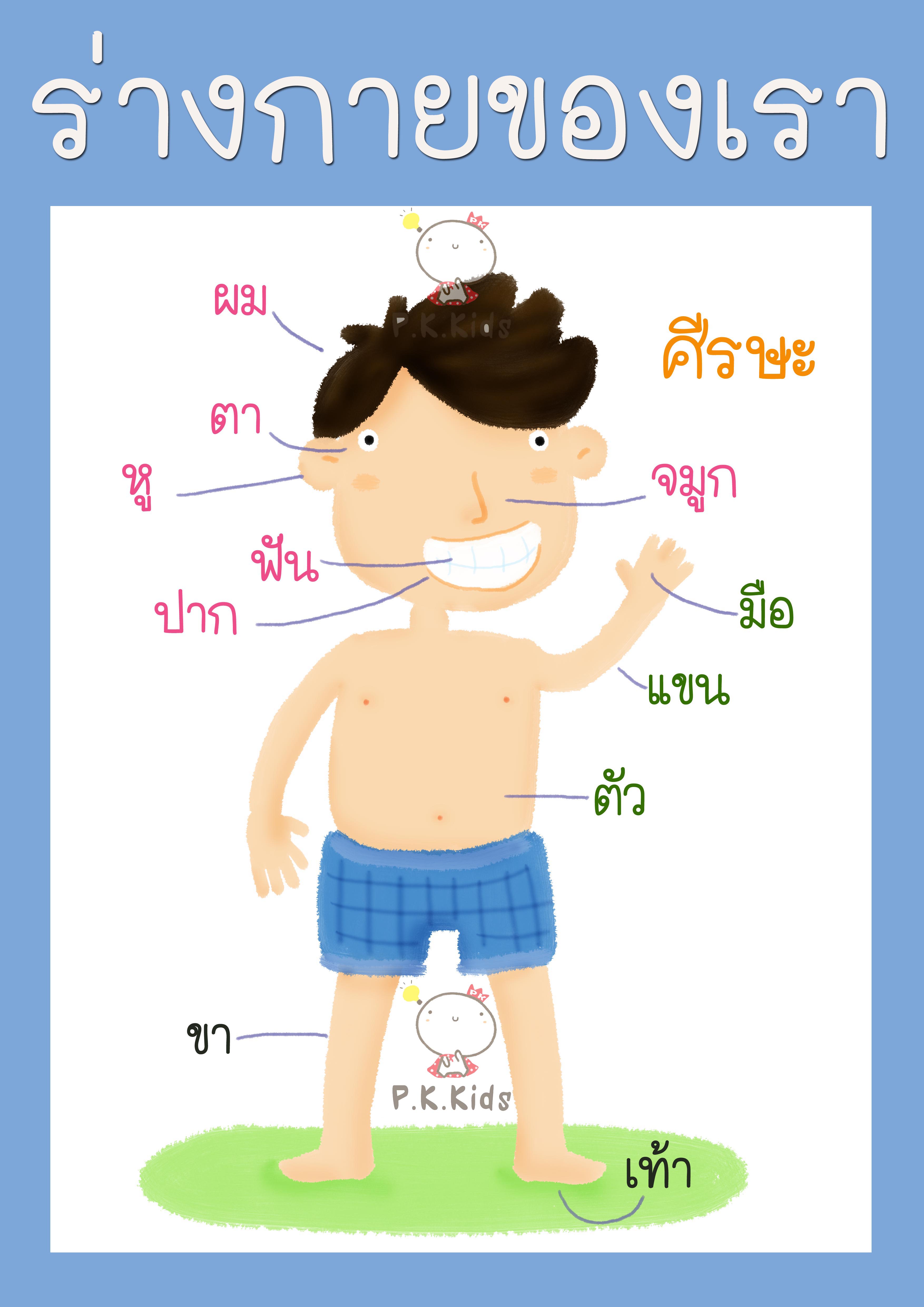 โปสเตอร์ขนาด A3 : ร่างกายของเรา