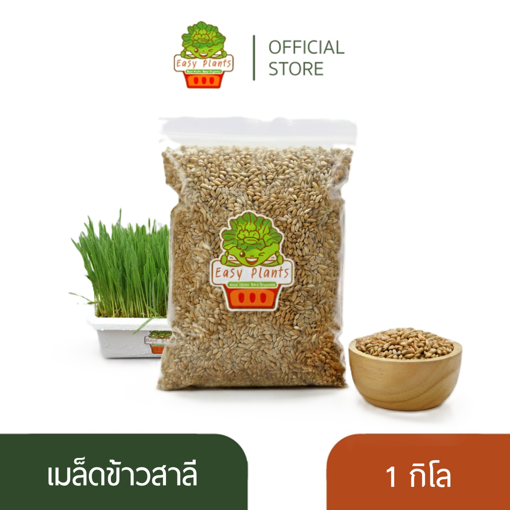 เมล็ดข้าวสาลี(เพาะปลูก) หญ้าแมว สำหรับปลูก และทำน้ำอาร์ซี อัตราการงอก 99% ขนาด 1 กิโลกรัม