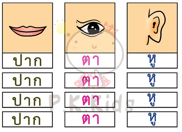 จัดหมวดหมู่ภาพกับสัญลักษณ์ : อวัยวะ