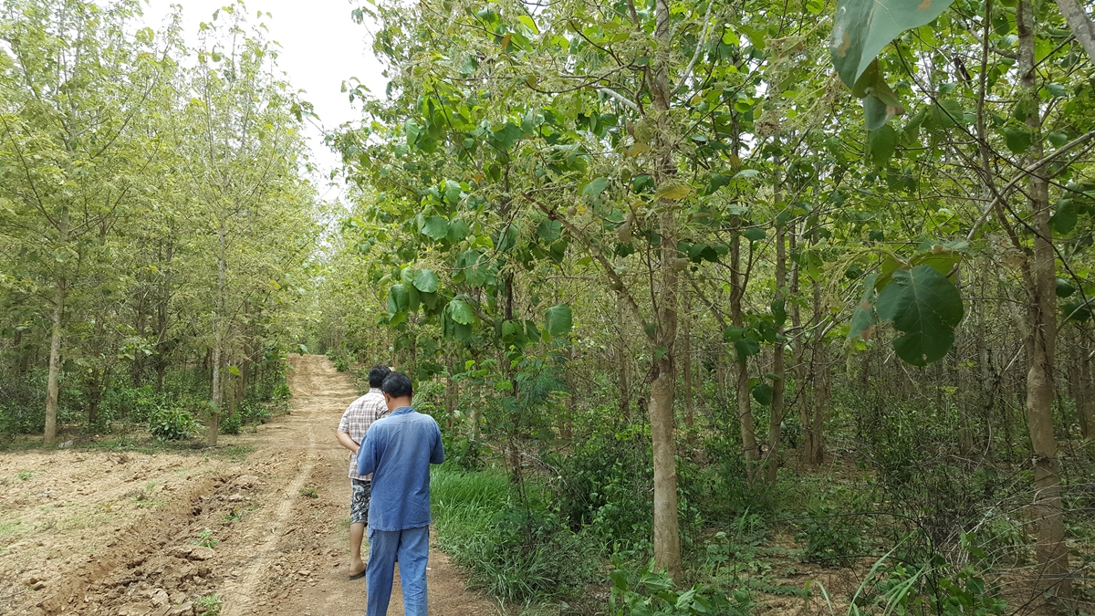 ขายสวนไม้สักทอง 40,000 กว่าต้น บนที่ดินขนาด 203-0-21 ไร่ จ.กำแพงเพชร