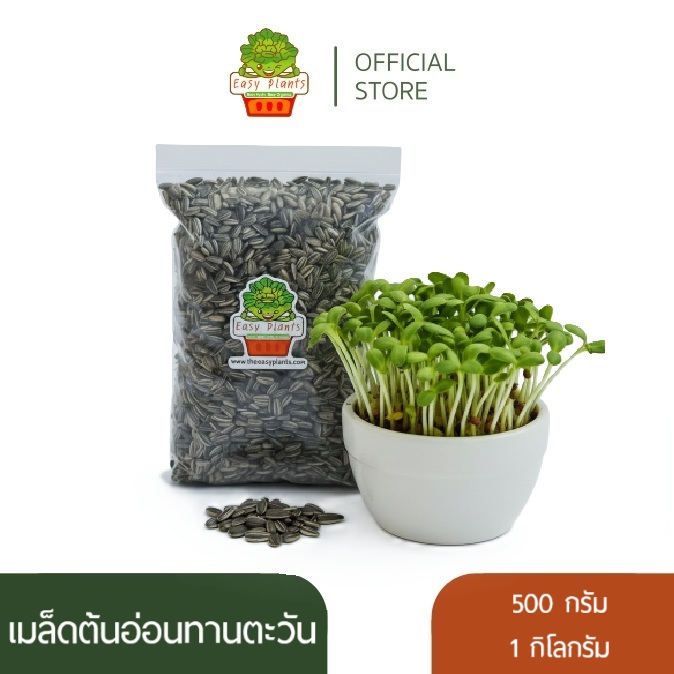 เมล็ดต้นอ่อนทานตะวัน เมล็ดทานตะวันลายไทย (Thai Sunflower Microgreen) อัตราการงอก 95%