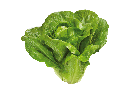 เมล็ดกรีนคอส (Green Cos) แบบเคลือบ จำนวน 50 เมล็ด