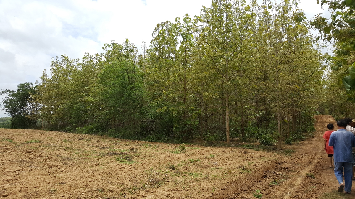 Land for sale, plantation of over 40,000 golden teak trees