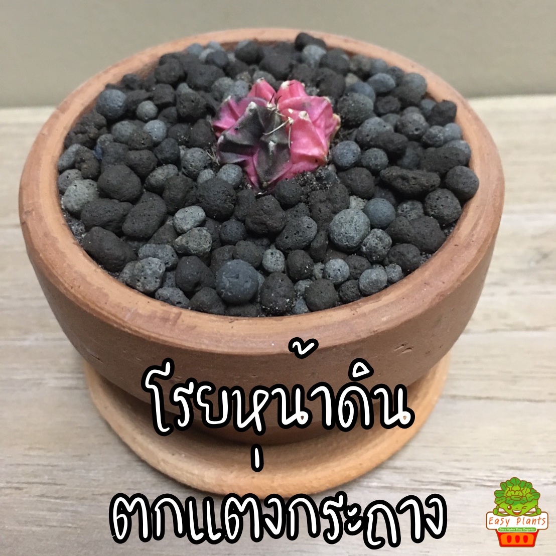 ถุงละ 1 ลิตร เม็ดปอปเปอร์สีอิฐ และ สีดำ ดินเผาโรยหน้า Clay Popper