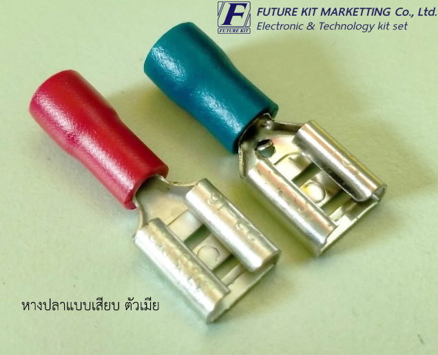 หางปลาแบบเสียบ ตัวเมีย