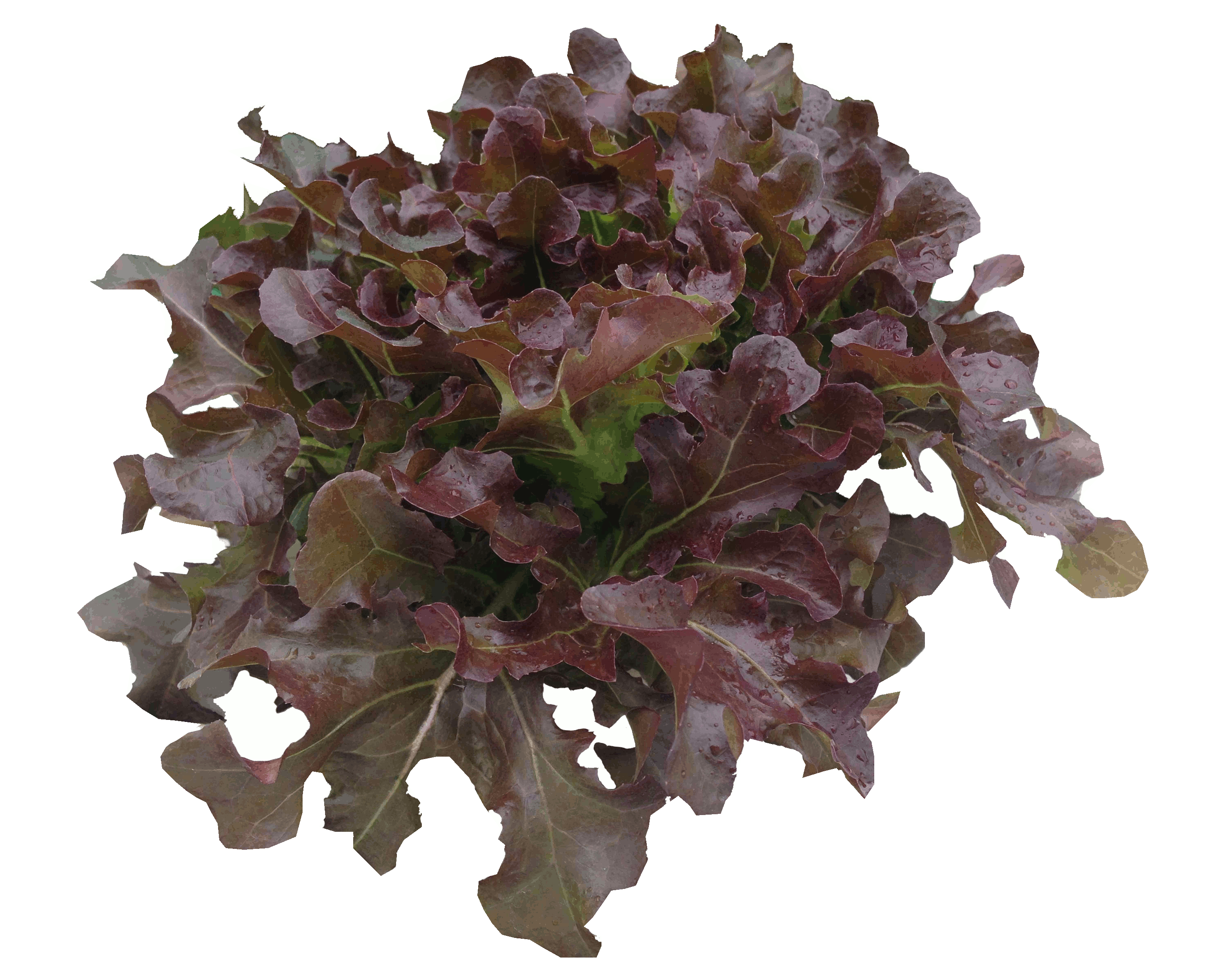 เมล็ดเรดโอีค (Red Oak) แบบเคลือบ จำนวน 22 เมล็ด