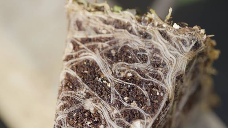 พีทมอส Kekkila Peat Moss นำเข้าจากฟินแลนด์ ขนาด 3 ลิตร