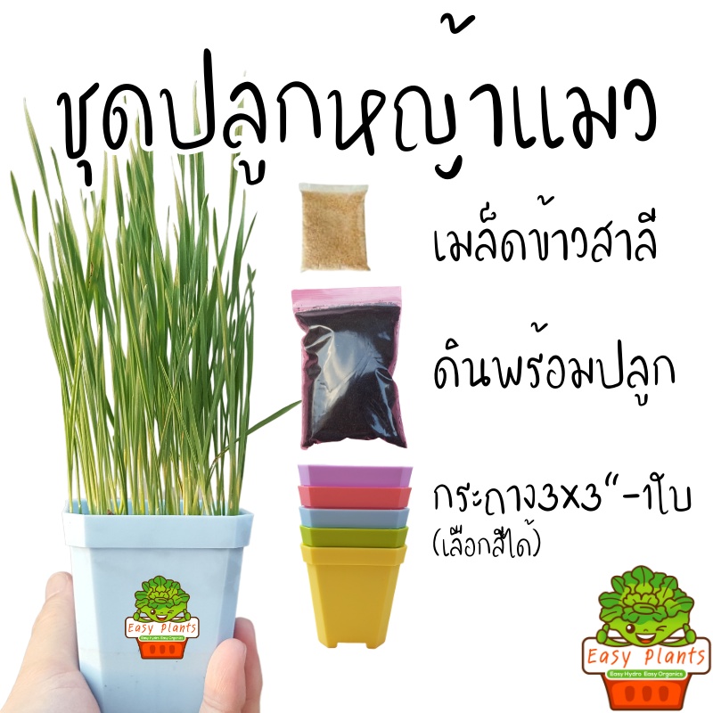 ชุดปลูกข้าวสาลี หญ้าแมว นำเข้า ชุดพร้อมปลูก สุดคุ้ม อัตราการงอก 99% พันธุ์ฟาง 60 แมว สุนัข หนู กระต่าย คน กินได้