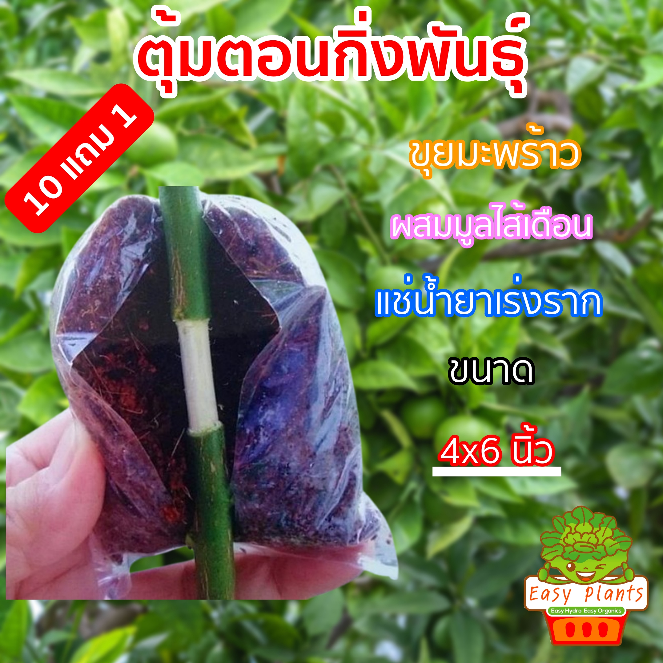 ตุ้มตอนกิ่ง ขนาดถุง 4x6 นิ้ว ซื้อ 10 ฟรี 1 ขุยมะพร้าวละเอียดผสมมูลไส้เดือนแช่น้ำยาเร่งราก พร้อมใช้