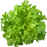 เมล็ดกรีนโอ๊ก (Green Oak) แบบเคลือบ จำนวน 100 เมล็ด