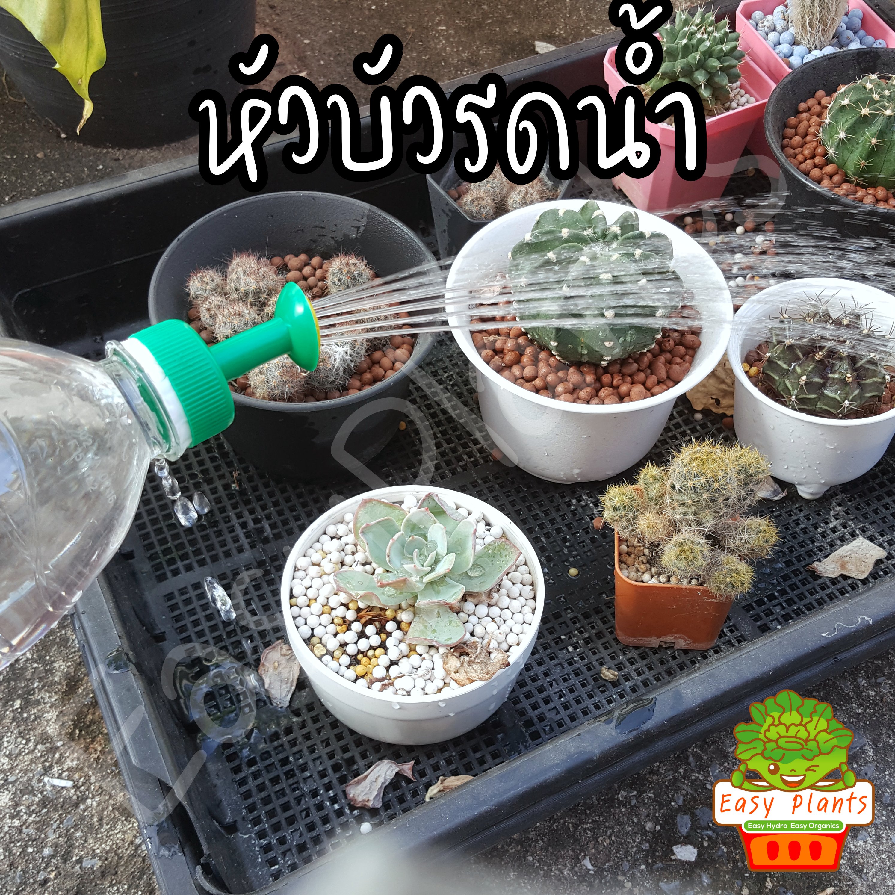 หัวฝักบัวรดน้ำ ต่อกับขวดน้ำอัดลม ใช้รดน้ำต้นอ่อน แคตตัส แบบหัวแหลมและหัวฝักบัว มีหลายสี