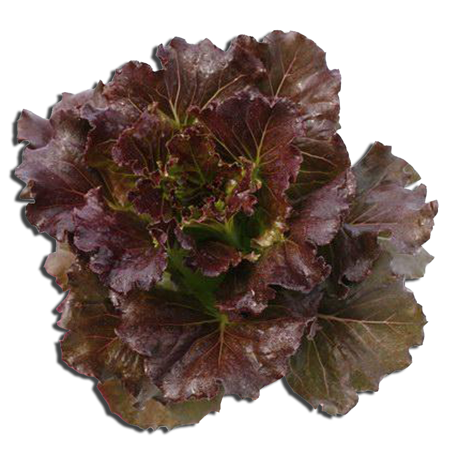 เมล็ดเรดปัตตาเวีย (Red Batavia) แบบเคลือบ จำนวน 100 เมล็ด