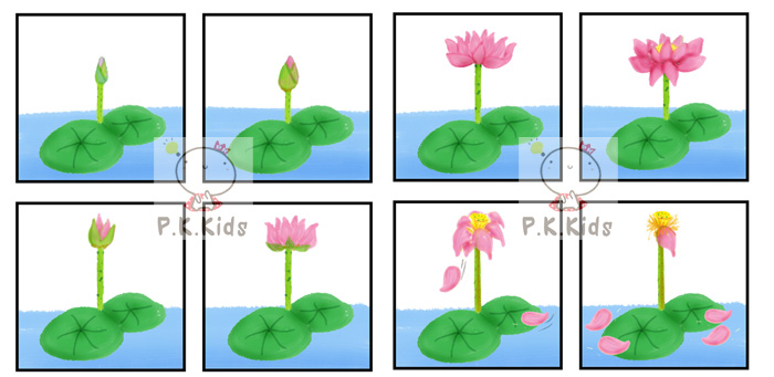 ลำดับเหตุการณ์ : ดอกบัวบาน