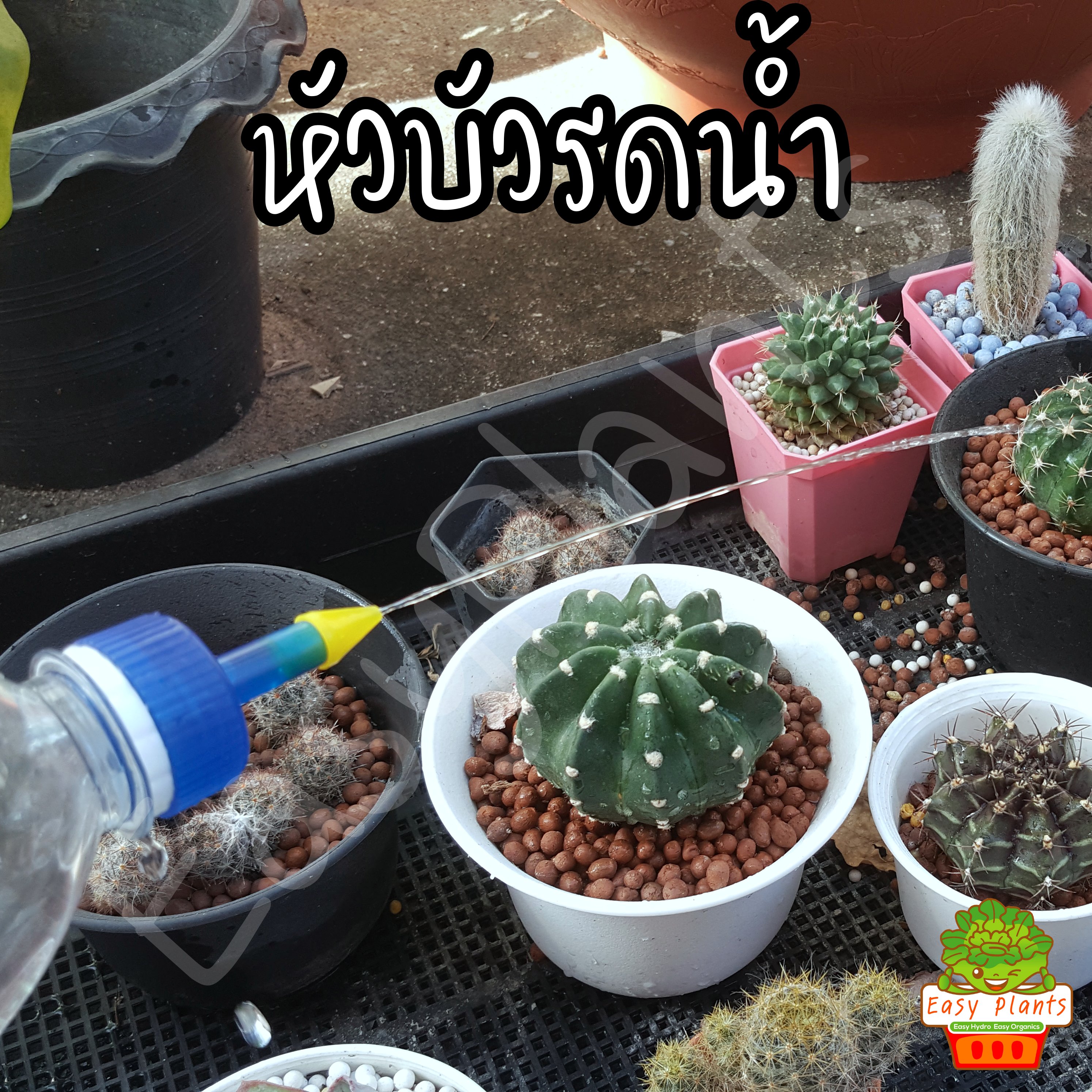 หัวฝักบัวรดน้ำ ต่อกับขวดน้ำอัดลม ใช้รดน้ำต้นอ่อน แคตตัส แบบหัวแหลมและหัวฝักบัว มีหลายสี