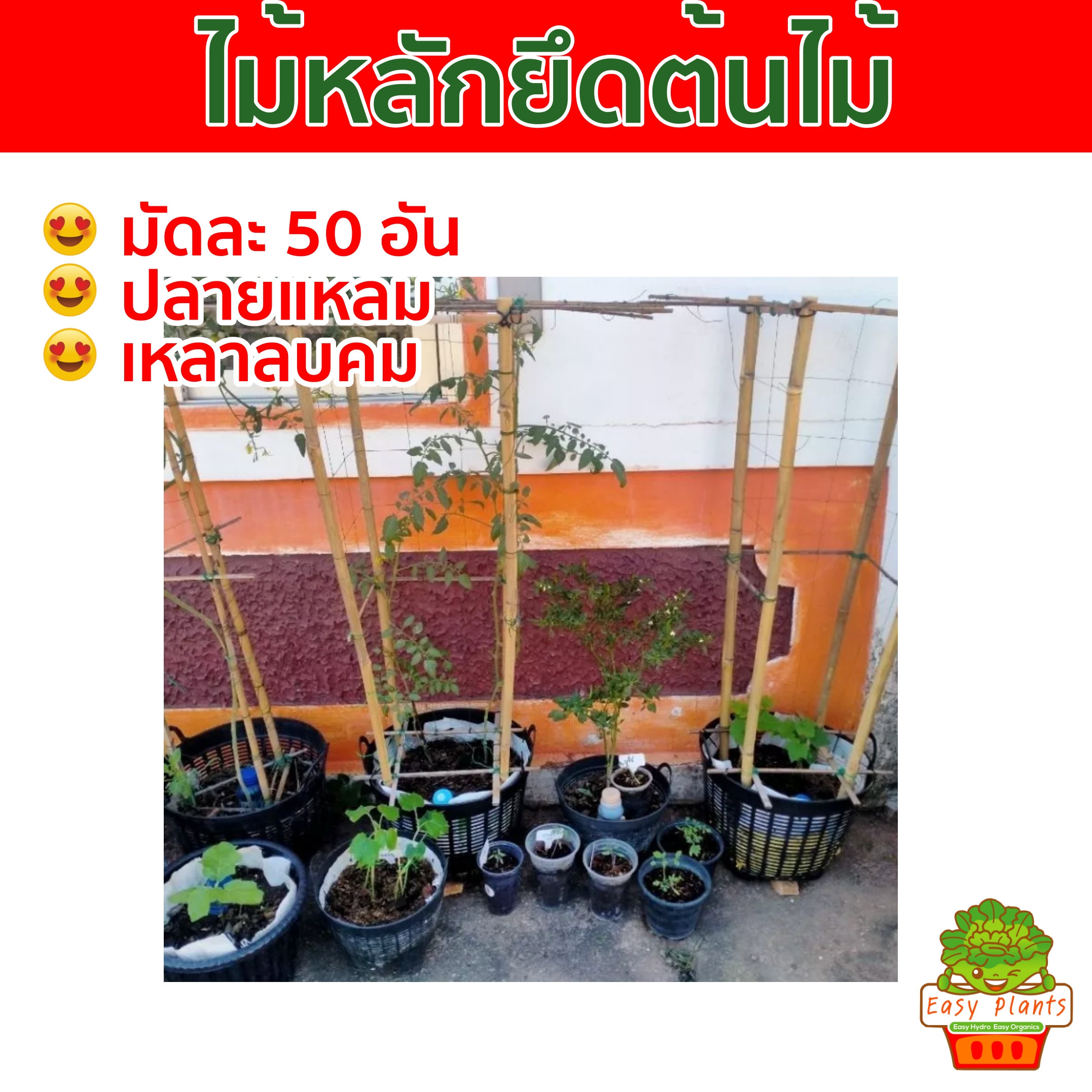 ไม้หลักยึดต้นไม้ ปลายแหลมยาว 100ซม,80ซม,60ซม.จำนวน50 อัน เหลาลบคมป้องกันลำต้นโยก ช่วยพยุงลำต้น