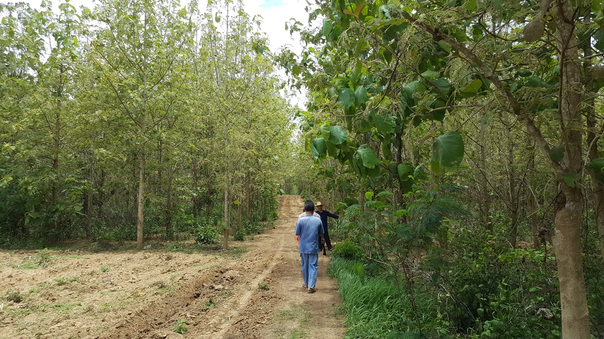 ขายสวนไม้สักทอง 40,000 กว่าต้น บนที่ดินขนาด 203-0-21 ไร่ จ.กำแพงเพชร