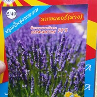 // ดอกลาเวนเดอร์ม่วง