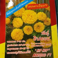 // ดอกดาวเรือง พันธุ์ฮิปฮอป