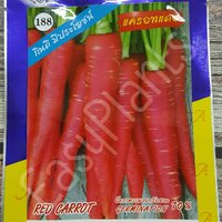 // แครอท แดง Red Carrot