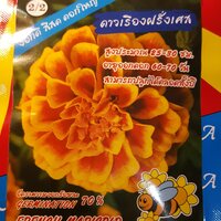 // ดาวเรืองฝรั่งเศส