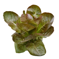 เรดคอส