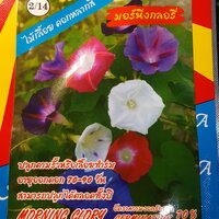 // มอนิ่งกลอรี่ Morning Glory