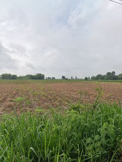 ขายที่ดินใกล้สนามกอล์ฟสิงห์ปาร์ค-ขอนแก่น ขนาด 44 ไร่ 1 งาน