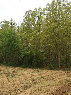 ขายสวนไม้สักทอง 40,000 กว่าต้น บนที่ดินขนาด 203-0-21 ไร่ จ.กำแพงเพชร