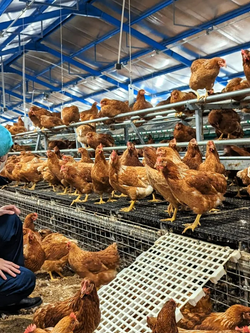 ขายกิจการฟาร์มไก่ไข่ครบวงจร ปริมาณการผลิตไข่ 105,600 ฟอง/วัน