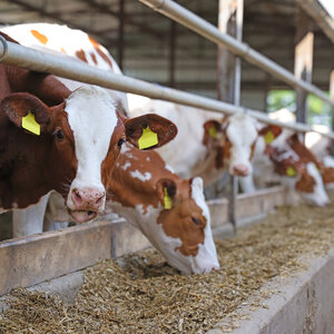 ฟาร์มปศุสัตว์