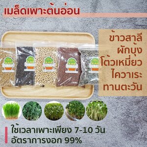 วิธีเพาะต้นอ่อนง่ายๆ ใช้เวลาเพาะเพียง 7-10 วัน
