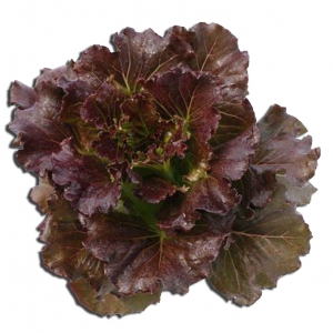 เมล็ดเรดปัตตาเวีย (Red Batavia) แบบเคลือบ จำนวน 22 เมล็ด