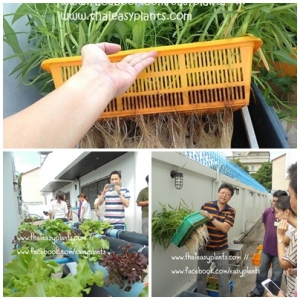 ประมวลภาพ EasyPlants อบรมไฮโดร