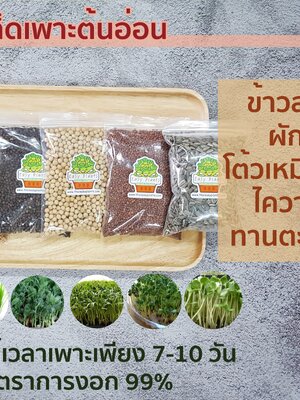 วิธีเพาะต้นอ่อนง่ายๆ ใช้เวลาเพาะเพียง 7-10 วัน