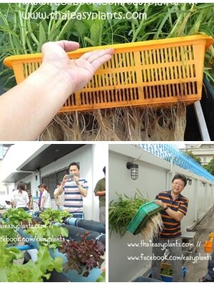 ประมวลภาพ EasyPlants อบรมไฮโดร