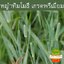หญ้าทิโมธี พรีเมี่ยม Timothy premium อาหารหญ้ากระต่าย หนูแกสบี้ แฮมเสตอร์ เฟอร์เรส ชินชิล่า เต่าบก