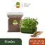 เมล็ดเพาะต้นอ่อน โต้วเหมี่ยว พันธุ์เมเปิ้ล (Pea Maple Microgreen)