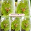 สร้อยดอกไม้แบบ2 (5สี)