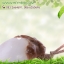 กลิ่นมะพร้าว (Coconut)
