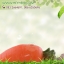 กลิ่นแครอทเชือก (Carrot)